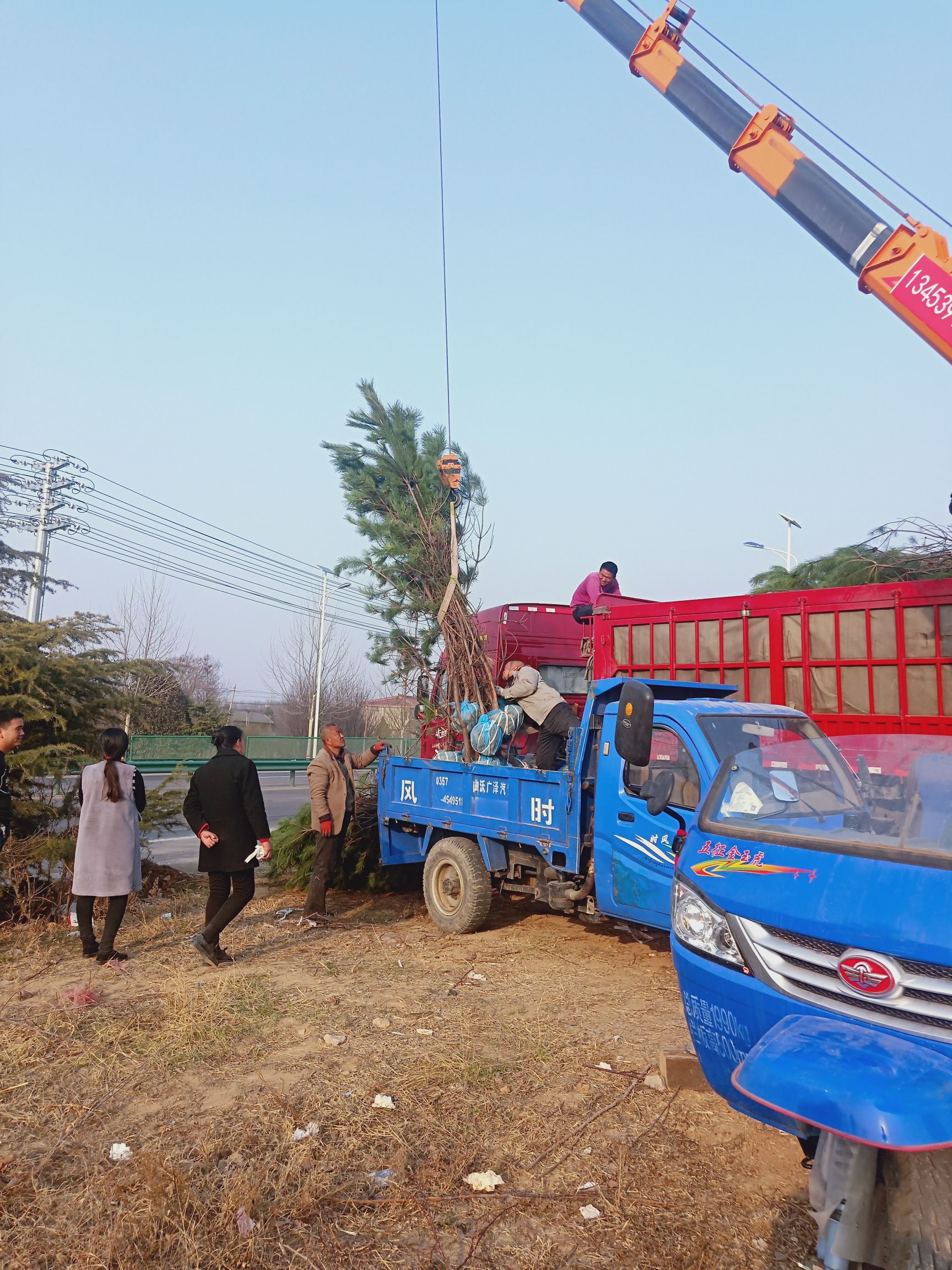 大田油松  1米2米3米油松