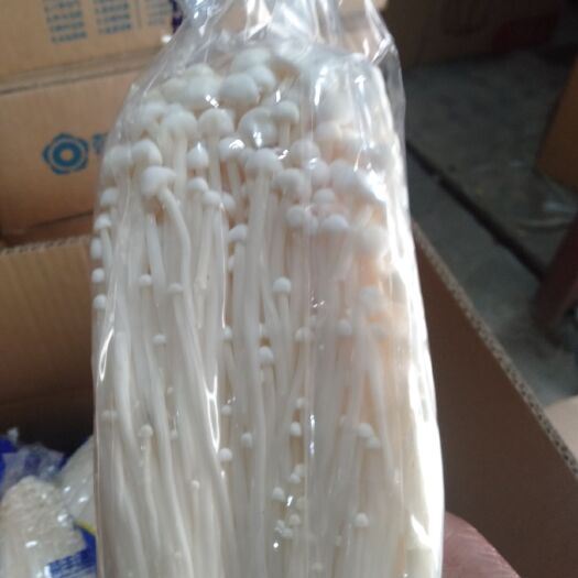 临沂白金针菇 未开伞 1.5cm以下 13cm~15cm 一级 