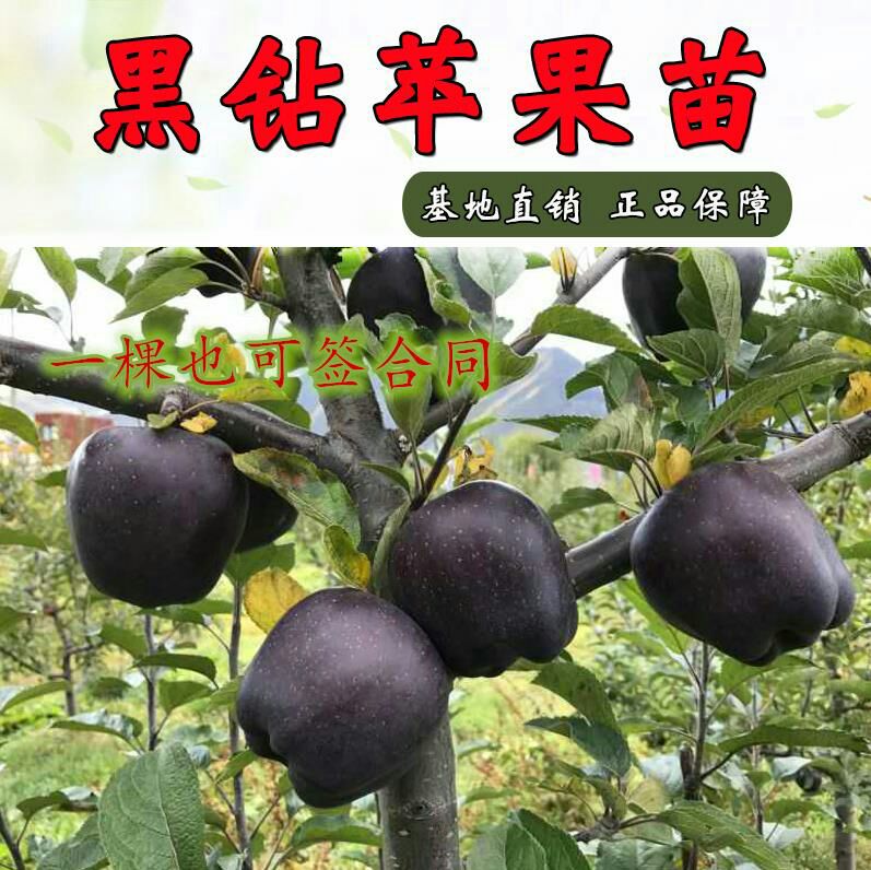 平邑县黑钻苹果树苗 1~1.5米