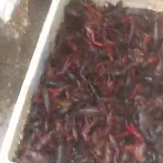 松滋市荆州小龙虾 0钱 人工养殖 