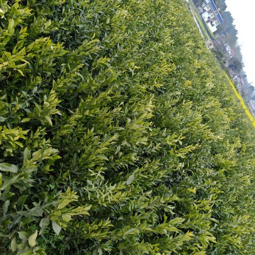 巴中纽荷尔脐橙苗 嫁接苗 0.5~1米 