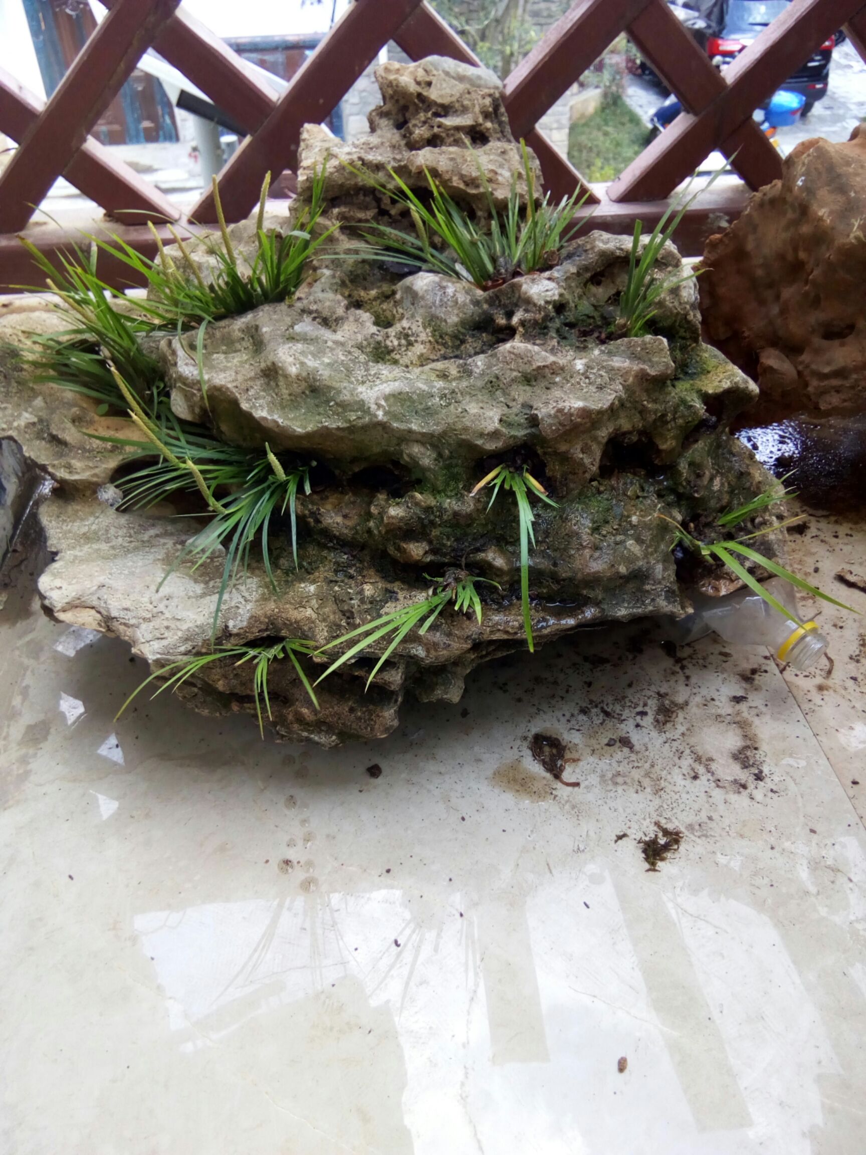 兴仁市茴香菖蒲苗 