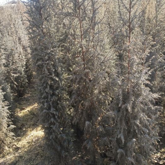 永登县祁连圆柏