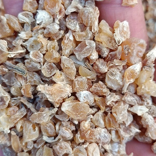 薤白中药材薤白  （各种规格中药材批发零售)