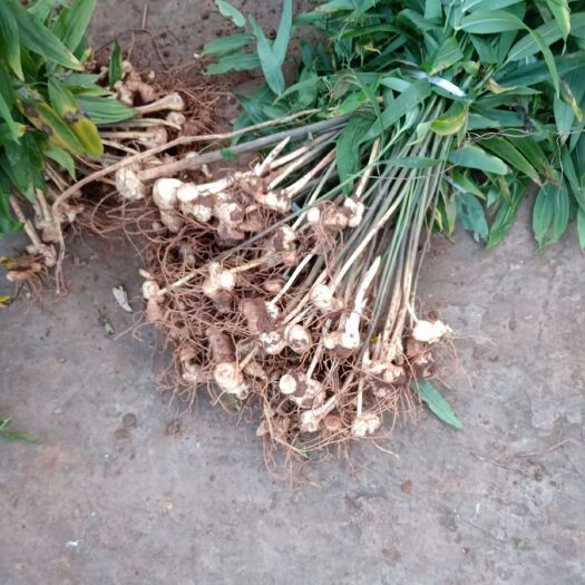 重庆市黄精种苗 