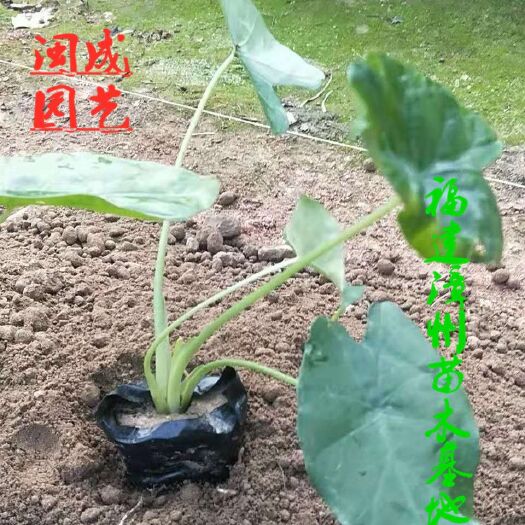 漳浦县滴水观音盆栽  农户直销【闽成园艺】