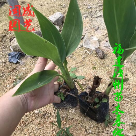 漳浦县黄花美人蕉  20-30高【闽成】