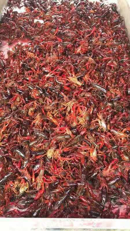 鄱阳县红壳小龙虾 5-7钱 塘虾 
