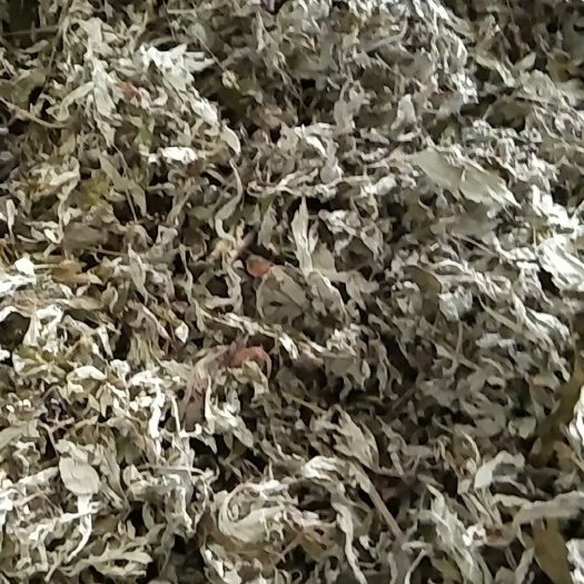 襄樊蕲艾 