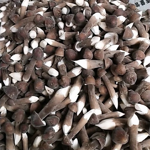 徐州鸡枞菌 鲜货 人工种植 黑皮鸡枞 5cm~7cm 