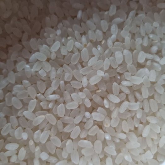 凤城市稻花香2号稻谷 晚稻 