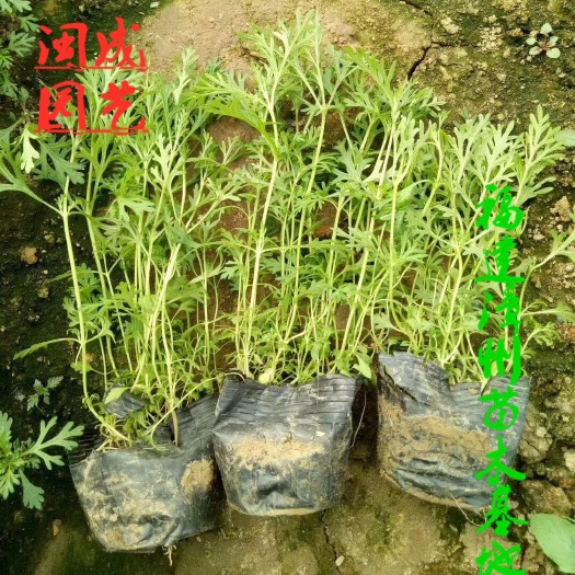 漳浦县 芝樱 美女樱【闽成园艺场】