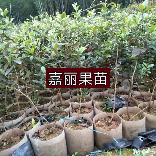 灵山县桃金娘苗 0.5~1米