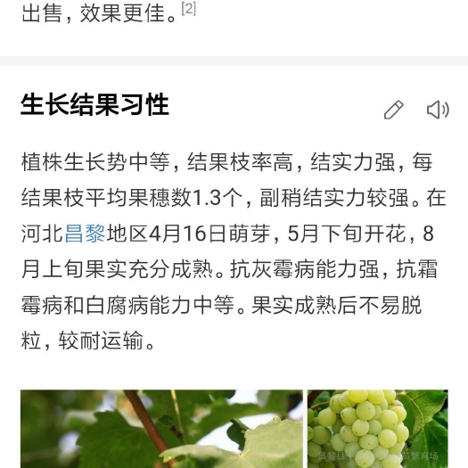 徐州维多利亚葡萄苗 