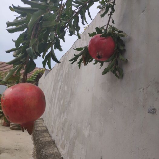 平邑县蒙阳红石榴苗 