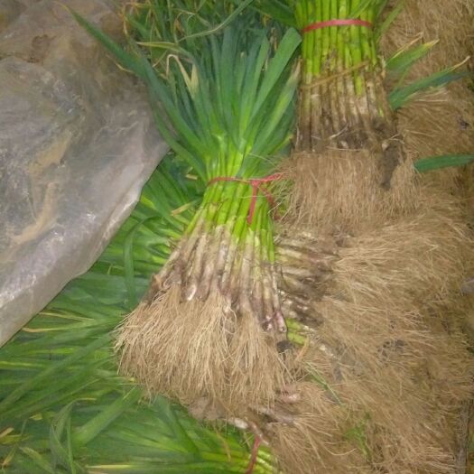 曹县紫皮大蒜苗 50 - 60cm 