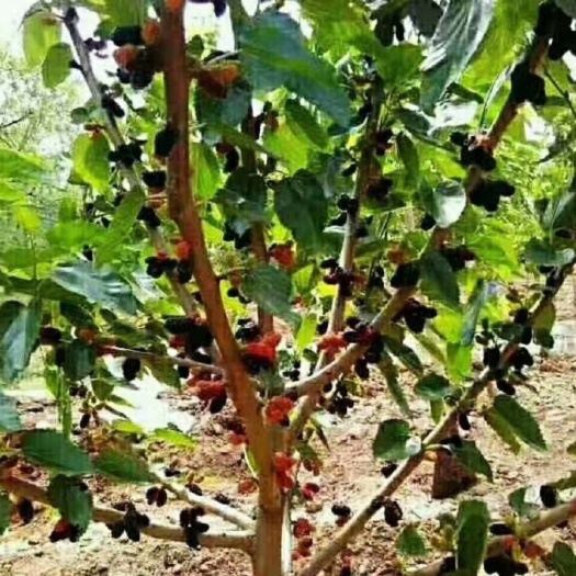 泊头市黑珍珠桑树苗 