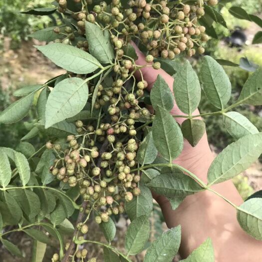 绛县九叶青花椒苗 