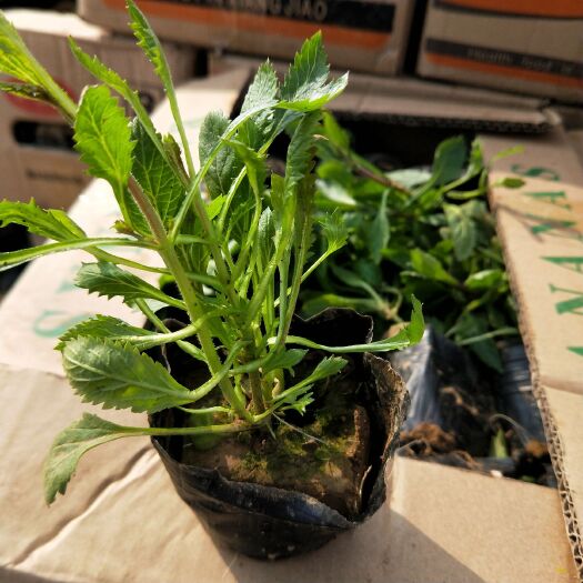 青州市马鞭草种子 