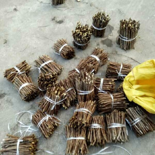 弋阳县蔓荆子苗