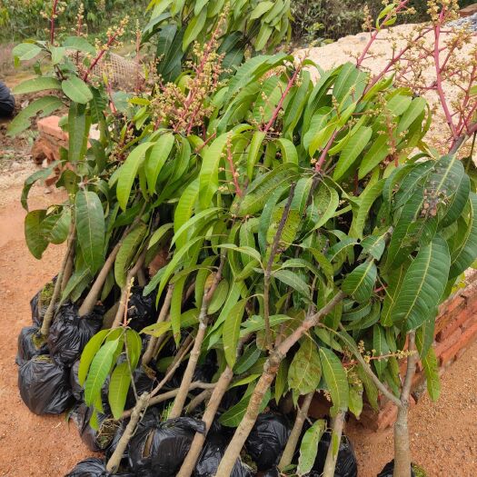 灵山县金煌芒果苗  ，四季芒果苗，