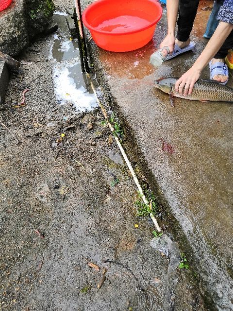 灵山县生态草鱼 人工养殖 1.5-3公斤 