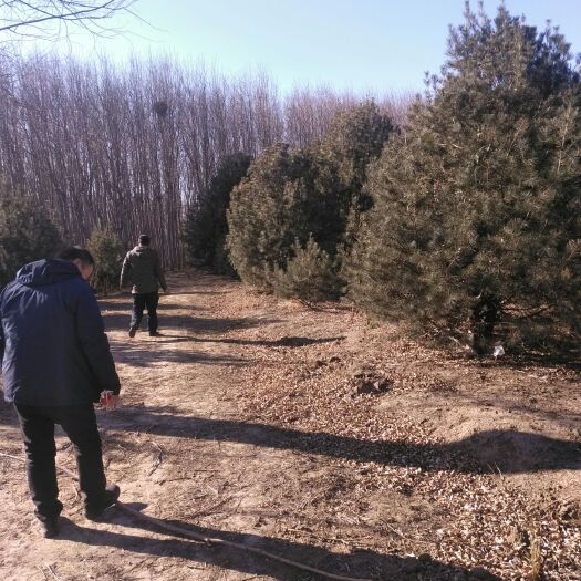 三河市白皮松 
