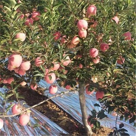 平邑县短枝型红富士苹果树苗 1~1.5米