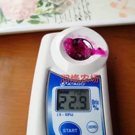 嘉兴红心火龙果苗 