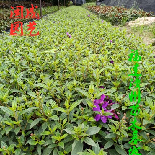 漳浦县巴西牡丹  20-30高【闽成】