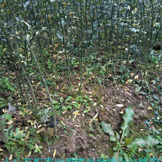 荔浦市种植枳壳苗 
