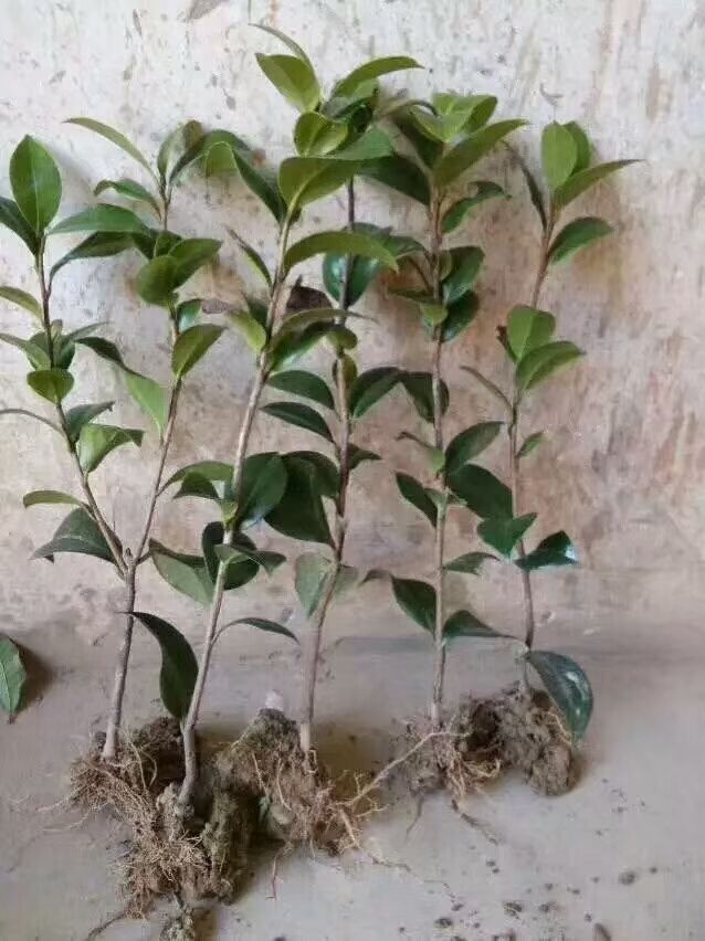  大量供应，七星茶花