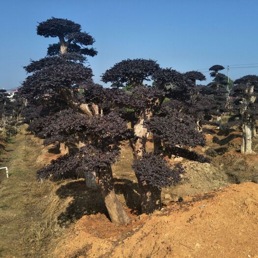 株洲红花继木造型树  造型桩