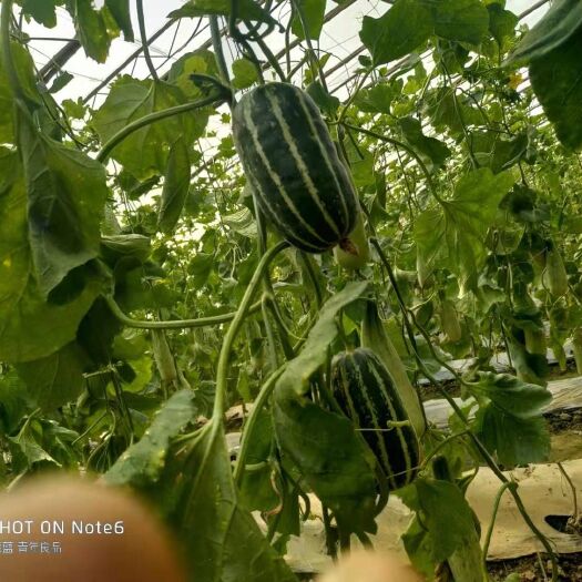 青县博洋9号甜瓜 0.5斤以上 