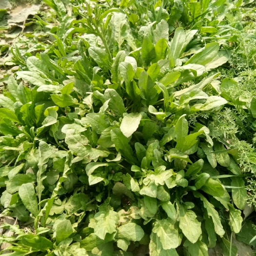商丘散叶荠菜 10cm以上 