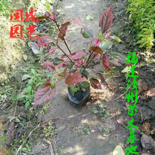 漳浦县彩叶朱瑾  彩叶扶桑【闽成园艺】