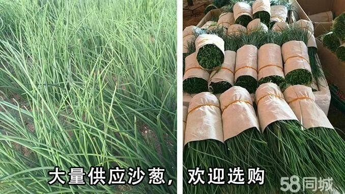 包头苦菜 