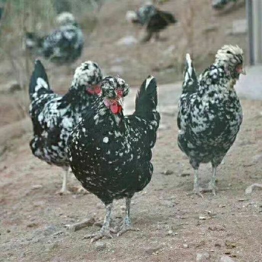 稷山县贵妃鸡苗