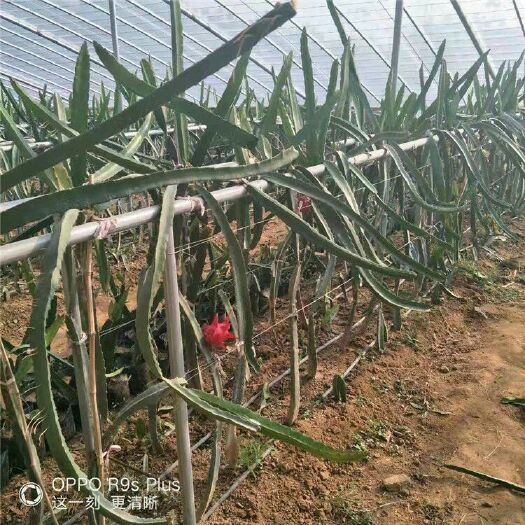 泰安红心火龙果苗 