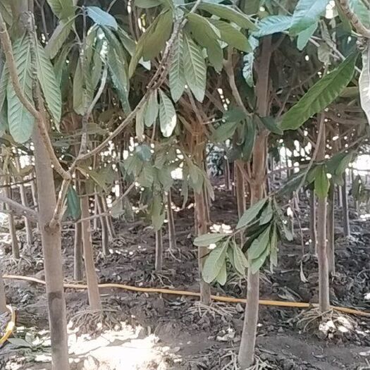 沭阳县白沙枇杷苗 