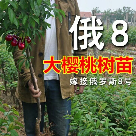 平邑县俄罗斯8号樱桃苗 