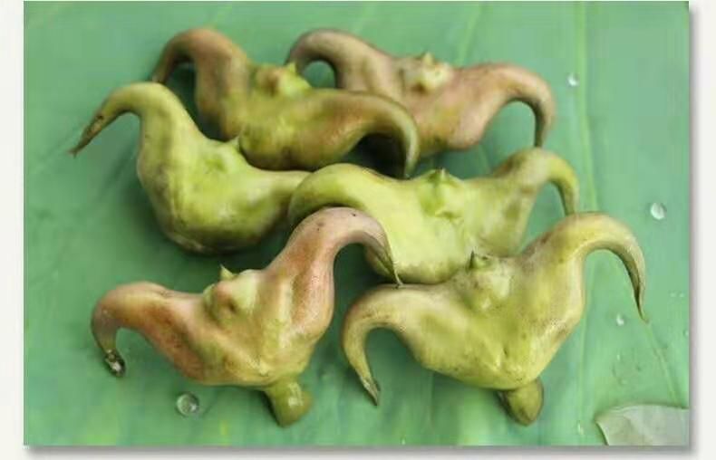沭阳县野菱角 四角菱 