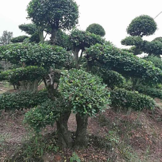 株洲榆钱树树桩  罗汉松造型，，，，，，，，，，