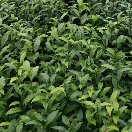 三江县福云6号茶树苗