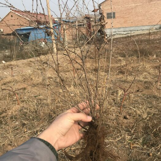 绛县钙果苗 0.5~1米 三年钙果苗，当年挂果，好品种