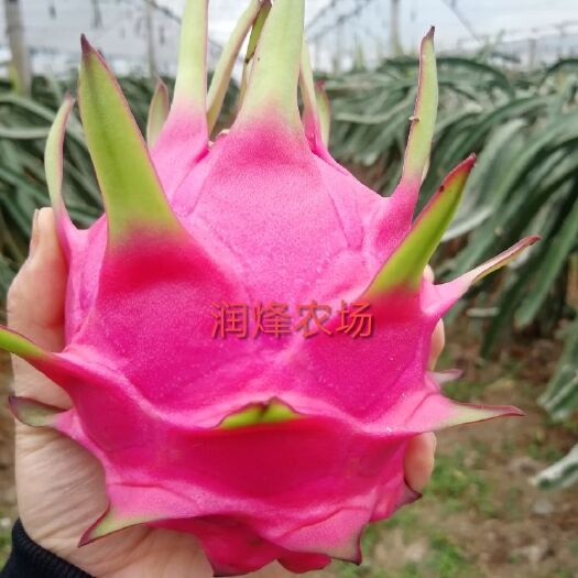 嘉兴红心火龙果苗 