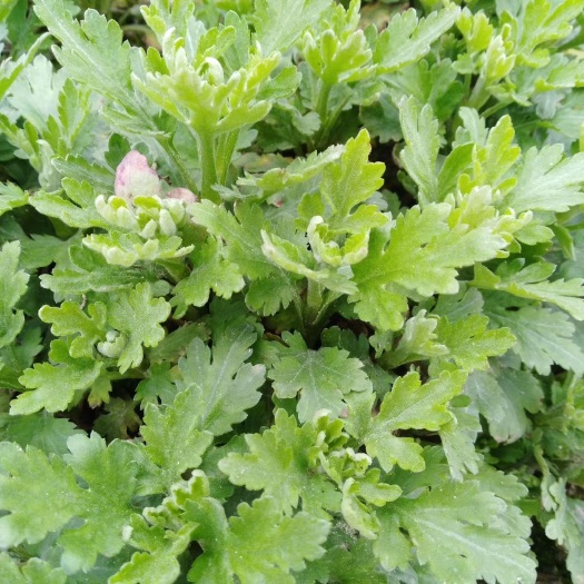 歙县金丝皇菊苗