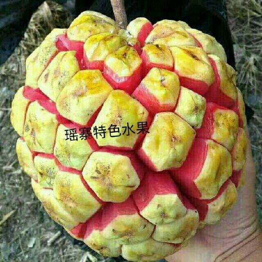 富川县黑老虎黄巨果