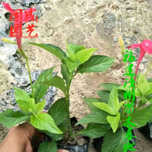 漳浦县大花芦莉  20-30高【闽成】