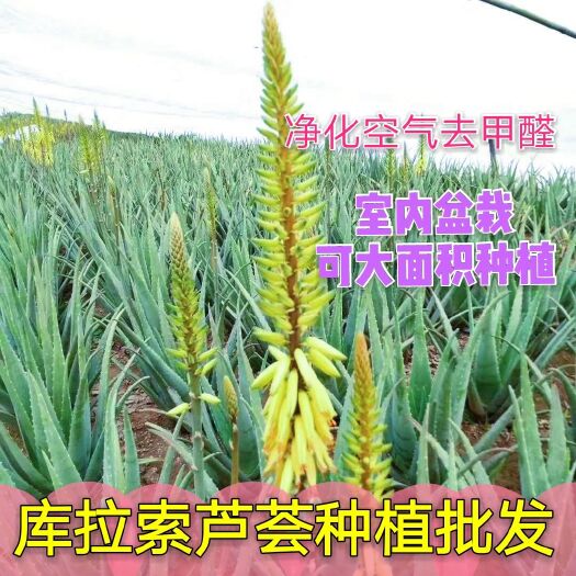 周口 库拉索芦荟苗